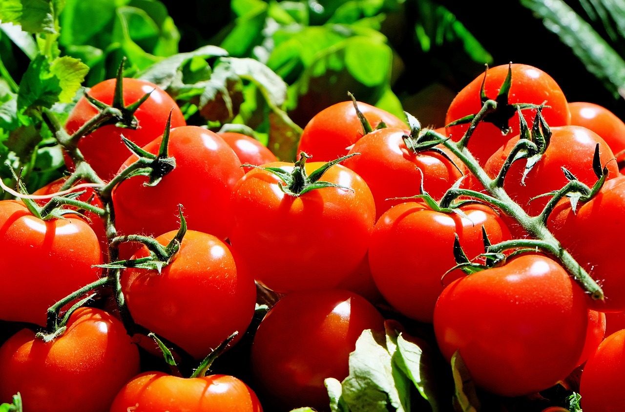 The Benefits of Organic vs. Conventional Gardening